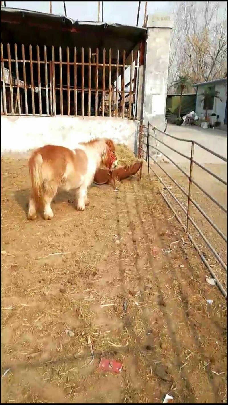 进口矮马，矮马，矮马出售