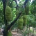 菠萝蜜新鲜热带水果菠萝蜜6元一斤包邮20斤起步一件代发