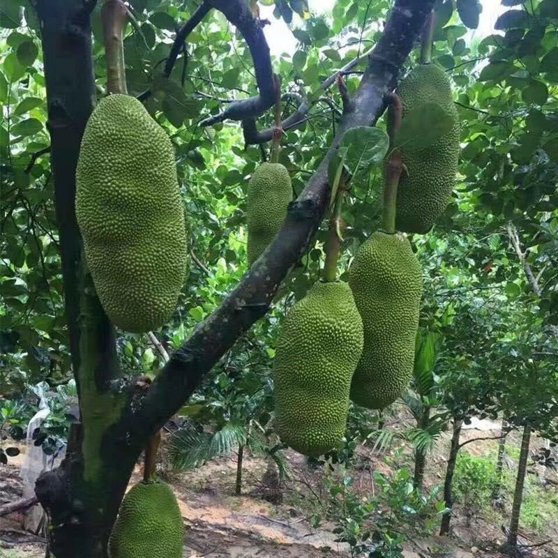 菠萝蜜新鲜热带水果菠萝蜜6元一斤包邮20斤起步一件代发