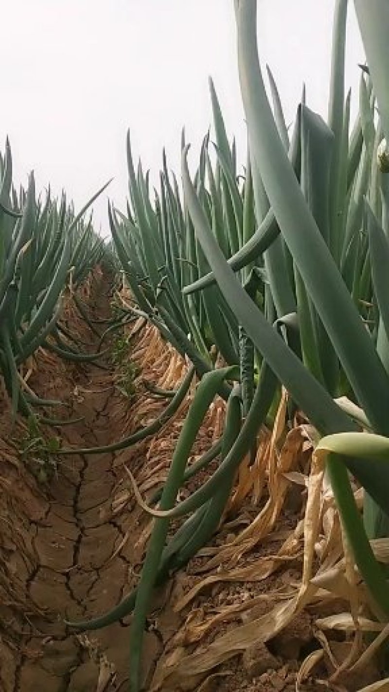 邯郸市肥乡区大运循环农业专业合作社大葱上市，基地供应。