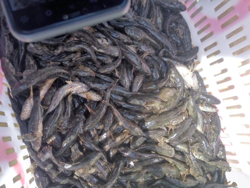 沙塘鳢鱼苗