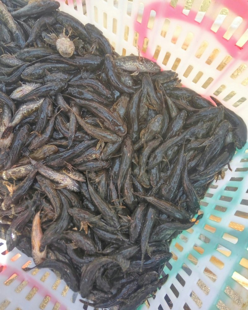 沙塘鳢鱼苗