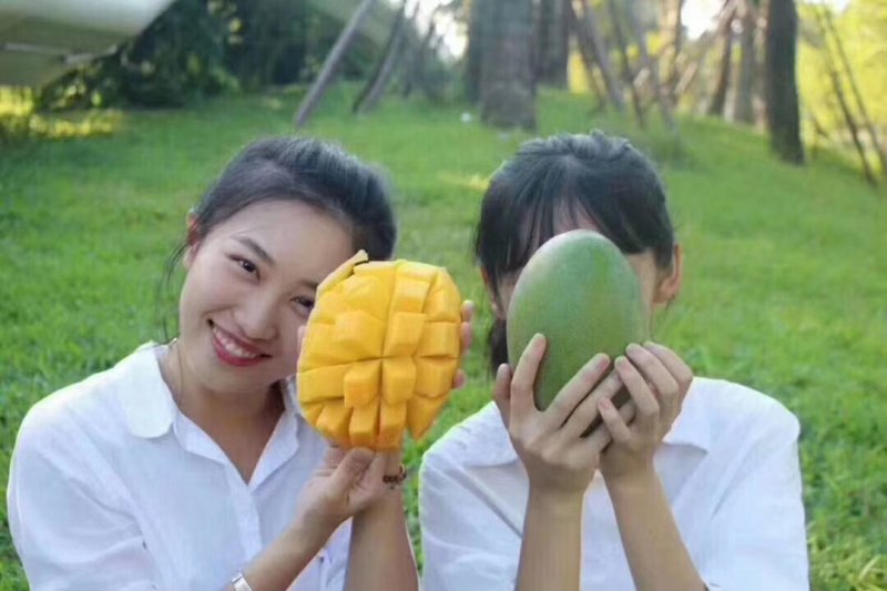 大青芒果越南一级大青芒果大量批发，产地直销，一件代发