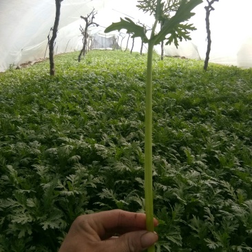 茼蒿？？都报点真价格别老是吹牛逼了。没人会信你时