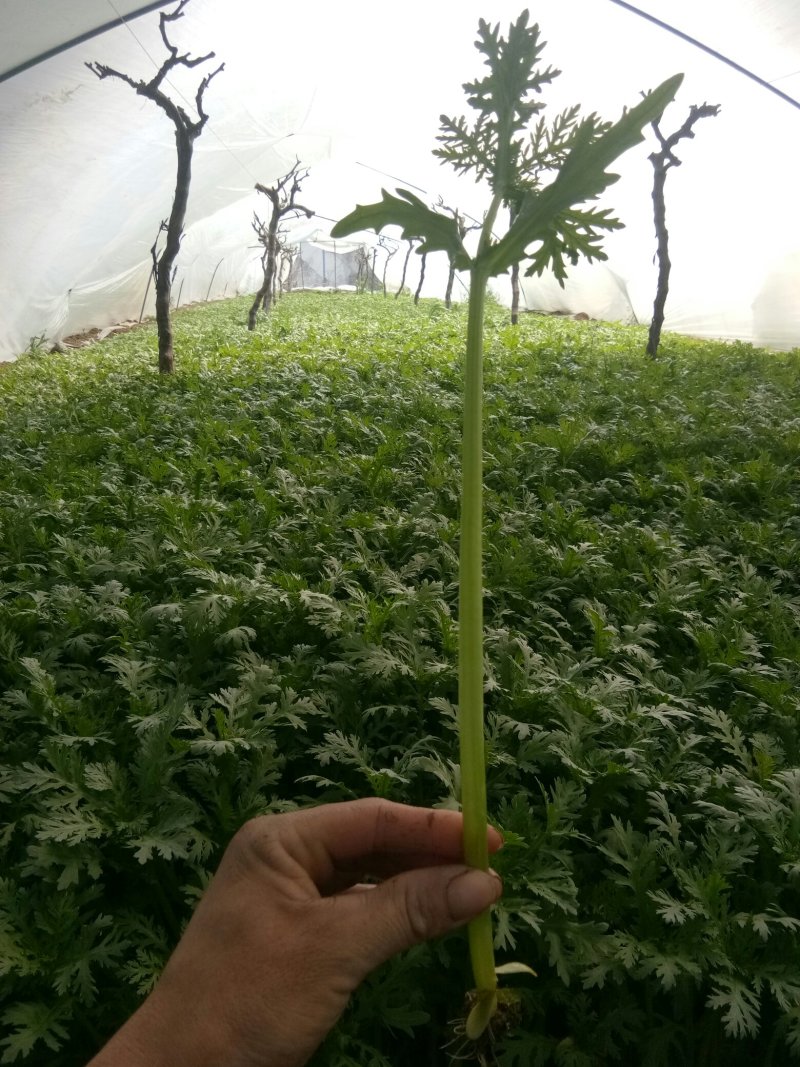 茼蒿？？都报点真价格别老是吹牛逼了。没人会信你时