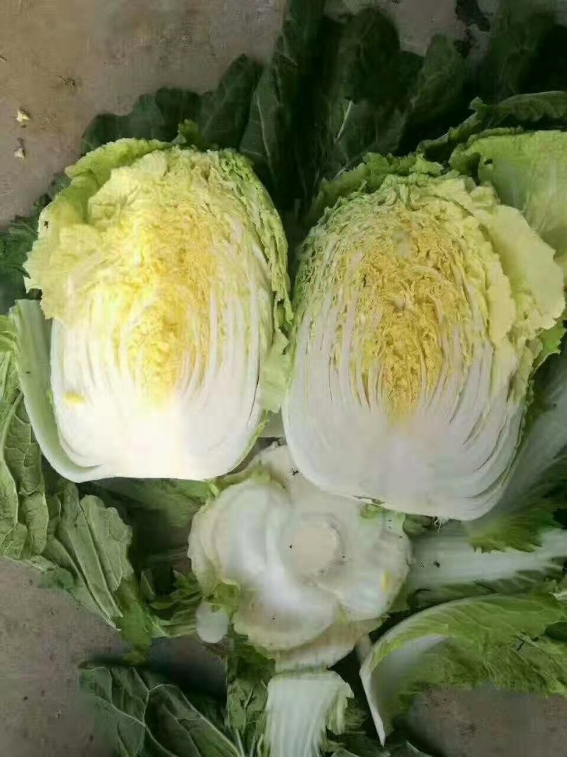 【新】兰陵县黄心大白菜，一手货源，保质保量