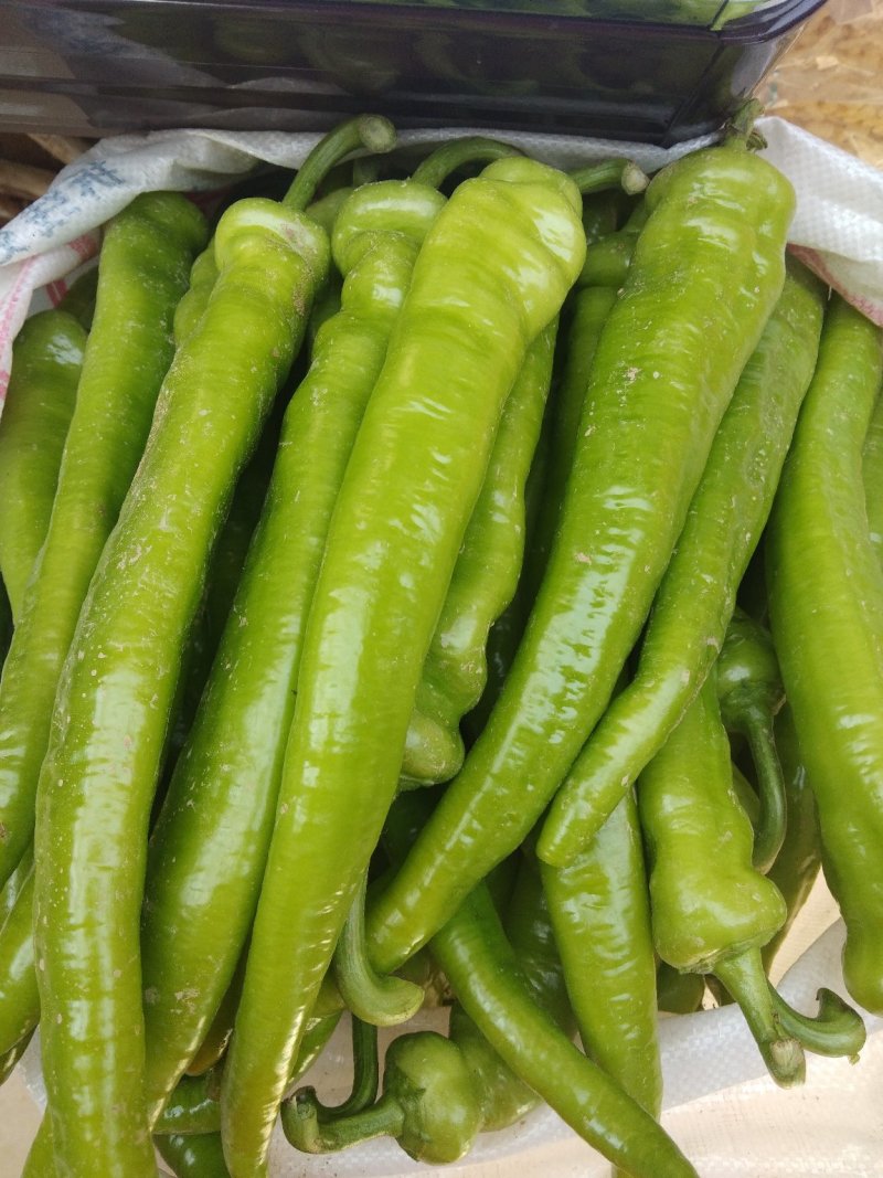 鲜辣椒，鲜货，果型顺直
