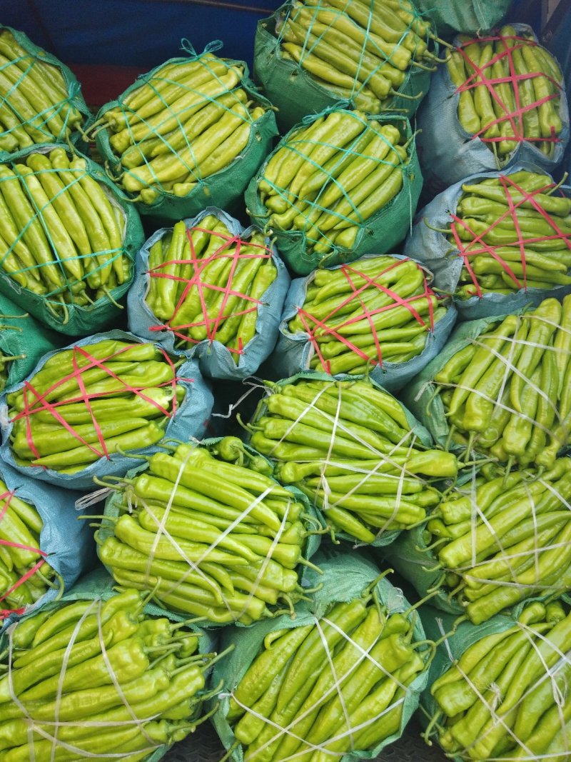 鲜辣椒，鲜货，果型顺直