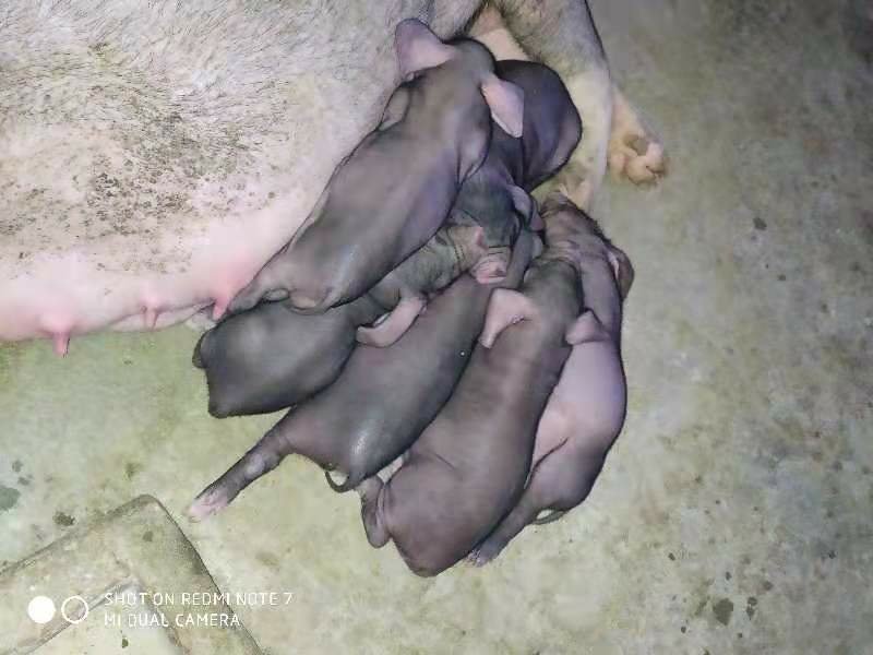 【太湖母猪】太湖原种母猪诚信商家一手货源