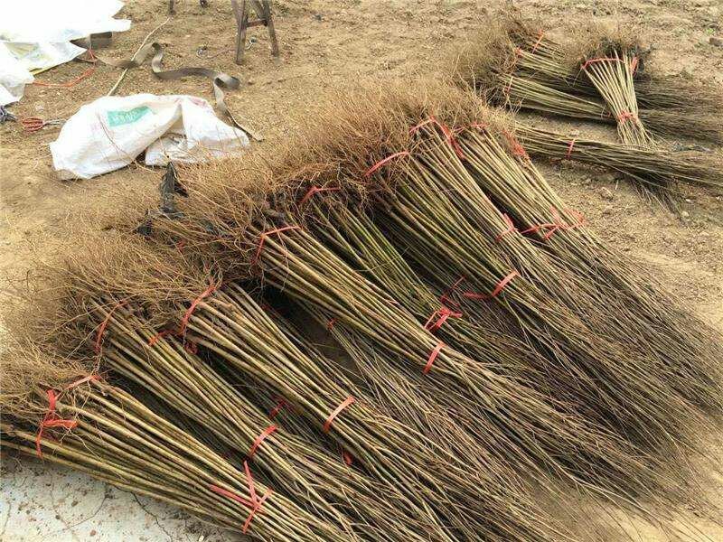 石榴树苗适应南方北方盆栽地栽庭院种植