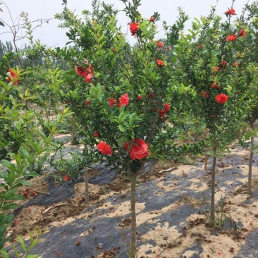 石榴树苗适应南方北方盆栽地栽庭院种植