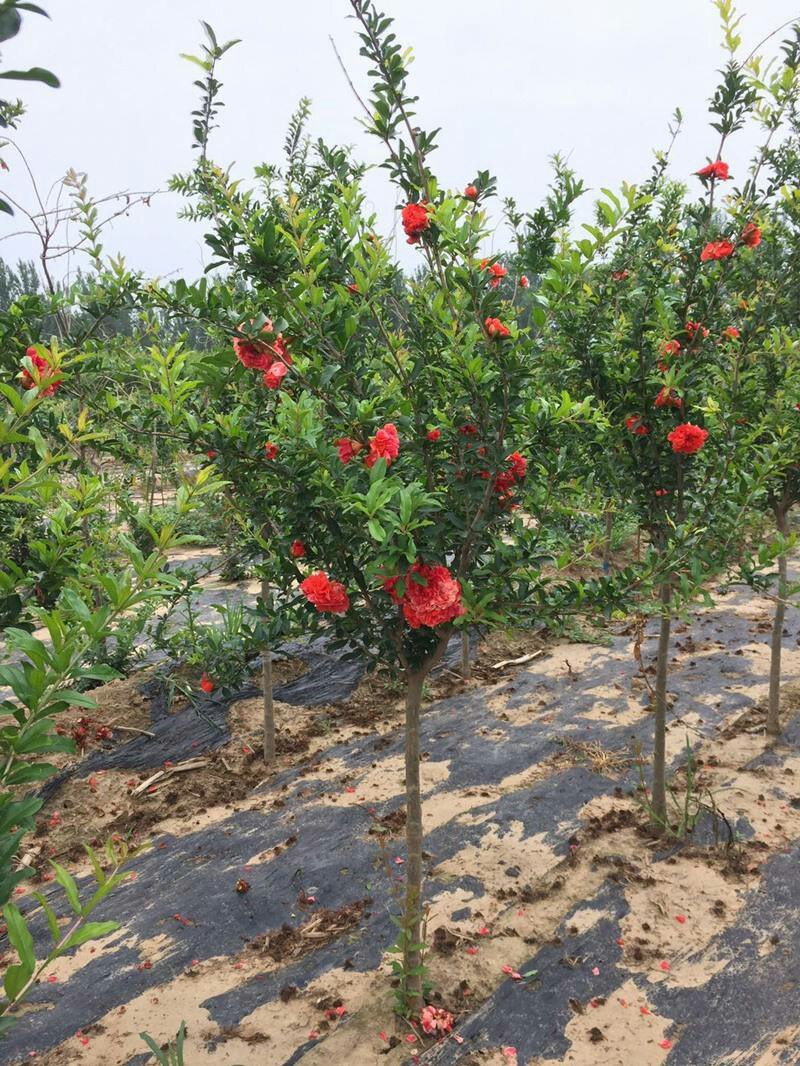 石榴树苗适应南方北方盆栽地栽庭院种植