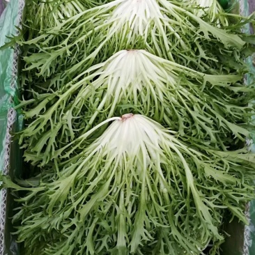 精品苦菊批发苦菊大量上市高端品质货量巨大日供万斤以上