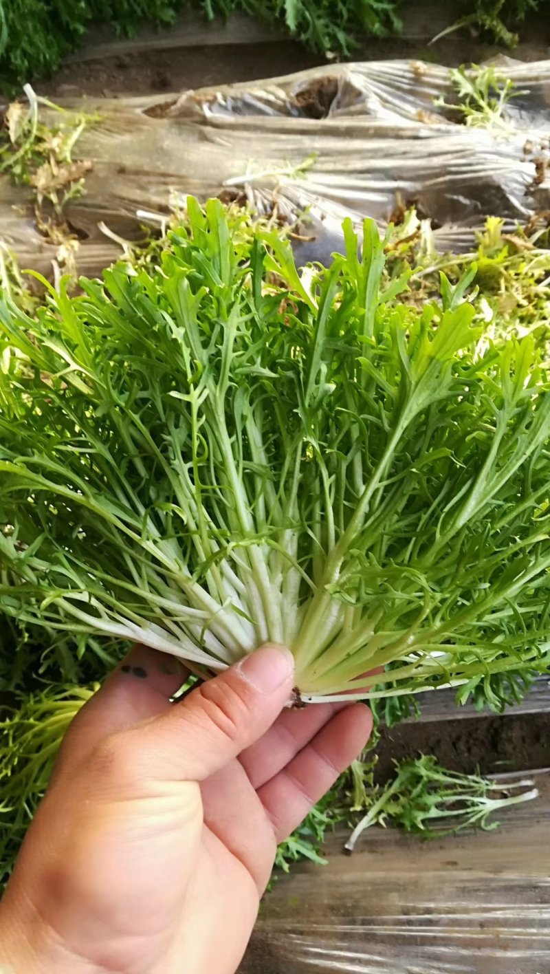 精品苦菊批发苦菊大量上市高端品质货量巨大日供万斤以上