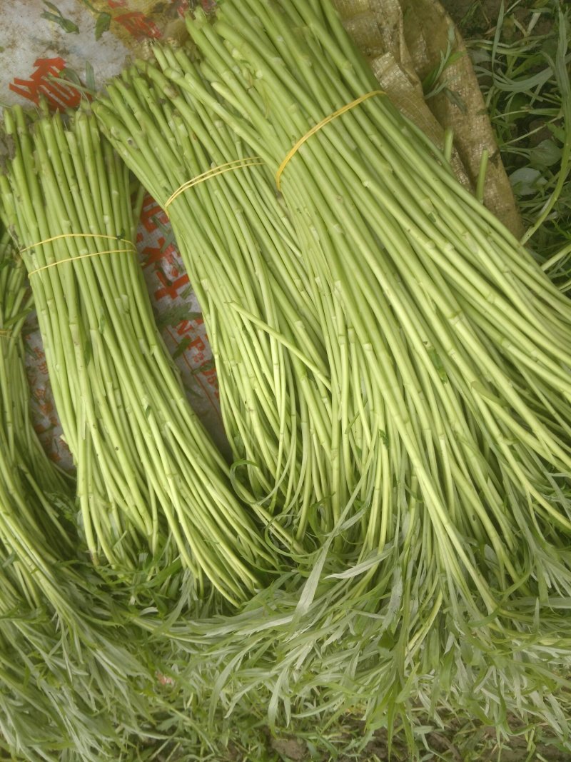 精品芦蒿大量供应