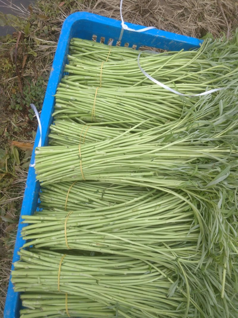 精品芦蒿大量供应