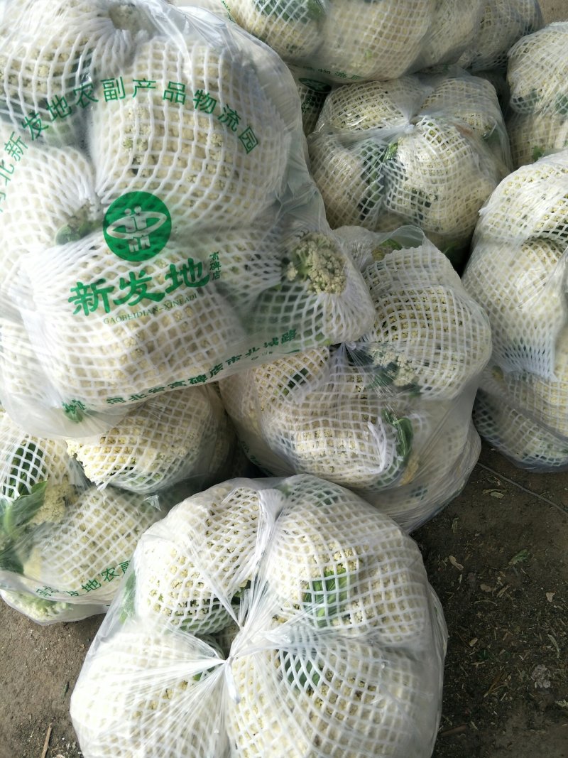 白面青梗松花菜，河北唐山市