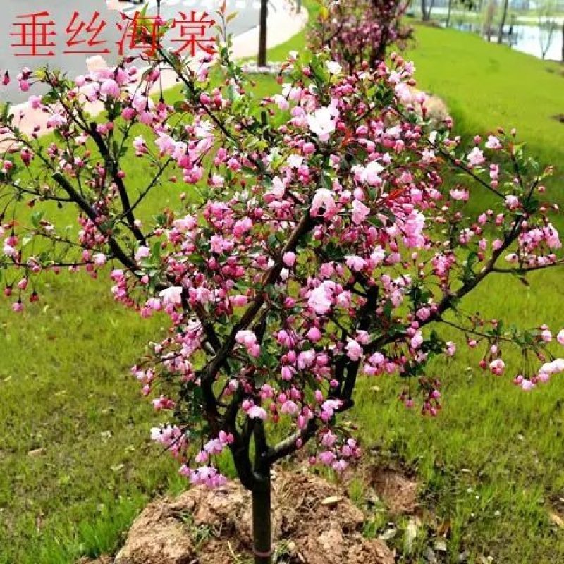 别墅庭院绿化嫁接花卉西府海棠树苗垂丝海棠北美海棠苗绿化海