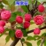 别墅庭院绿化嫁接花卉西府海棠树苗垂丝海棠北美海棠苗绿化海