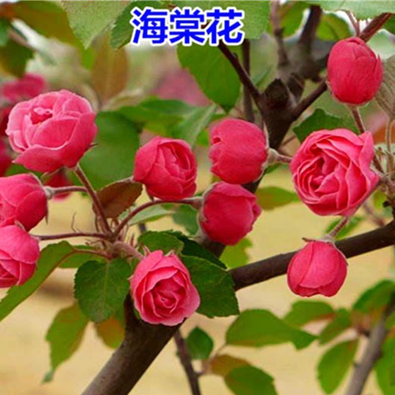 别墅庭院绿化嫁接花卉西府海棠树苗垂丝海棠北美海棠苗绿化海