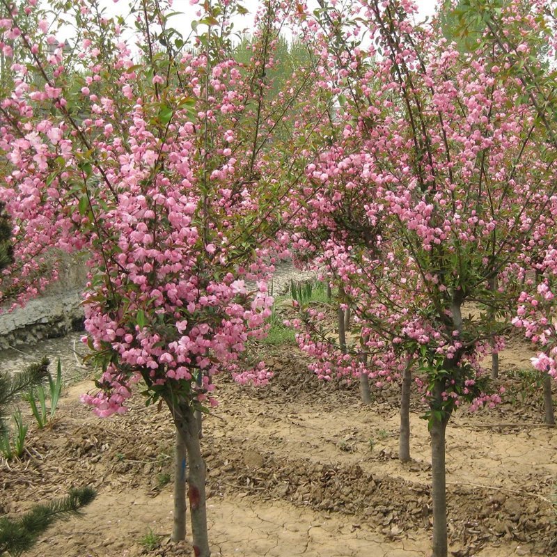 别墅庭院绿化嫁接花卉西府海棠树苗垂丝海棠北美海棠苗绿化海