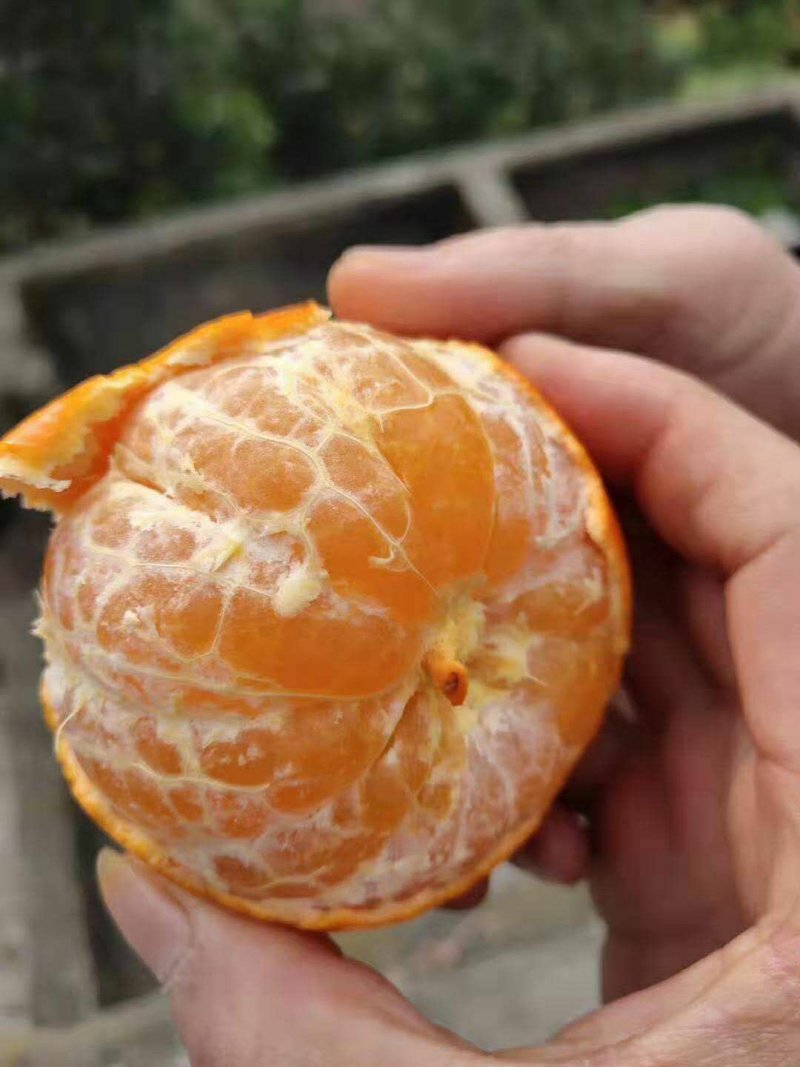 沃柑，口感甜的跟蜂蜜一样，果面光滑皮薄。
