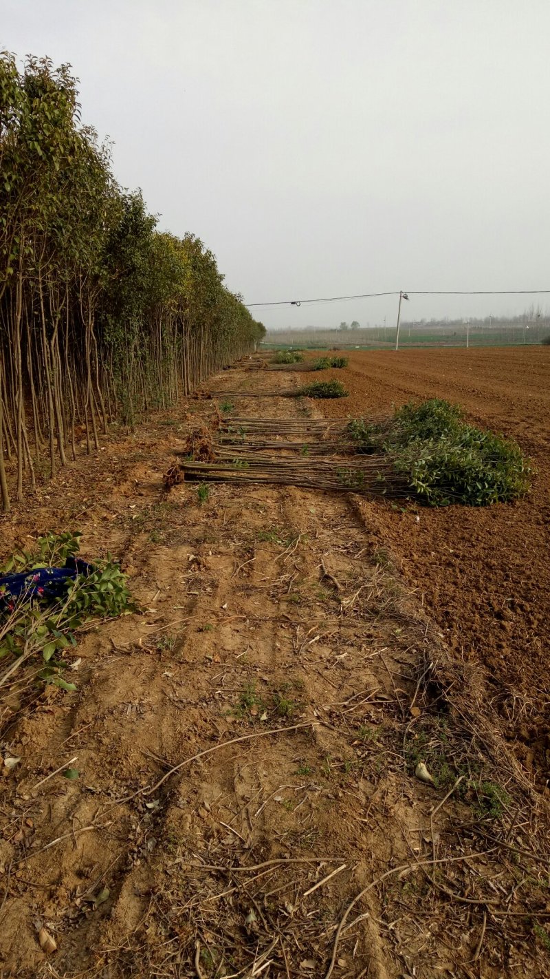 2公分女贞成活率高长势好量大从优基地直发