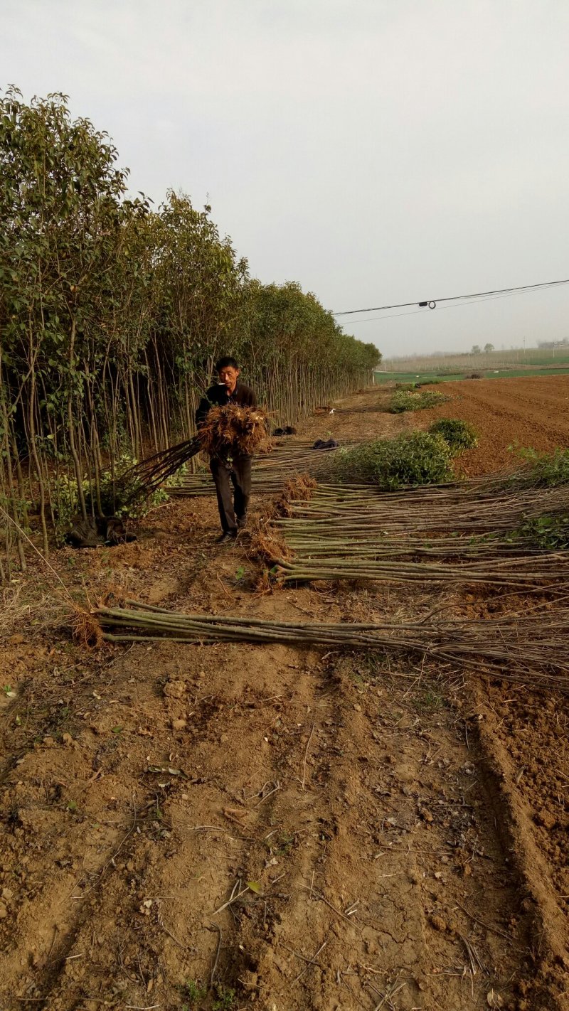 2公分女贞成活率高长势好量大从优基地直发
