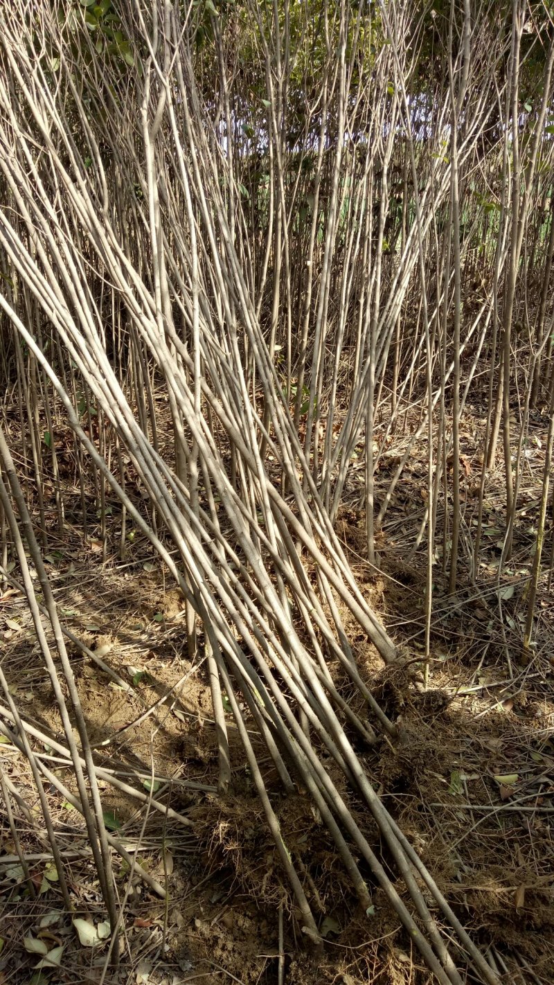 2公分女贞成活率高长势好量大从优基地直发