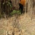 2公分女贞成活率高长势好量大从优基地直发
