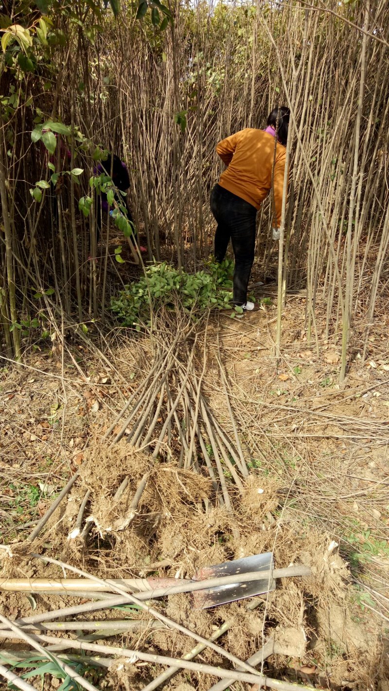 2公分女贞成活率高长势好量大从优基地直发