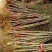 2公分女贞成活率高长势好量大从优基地直发