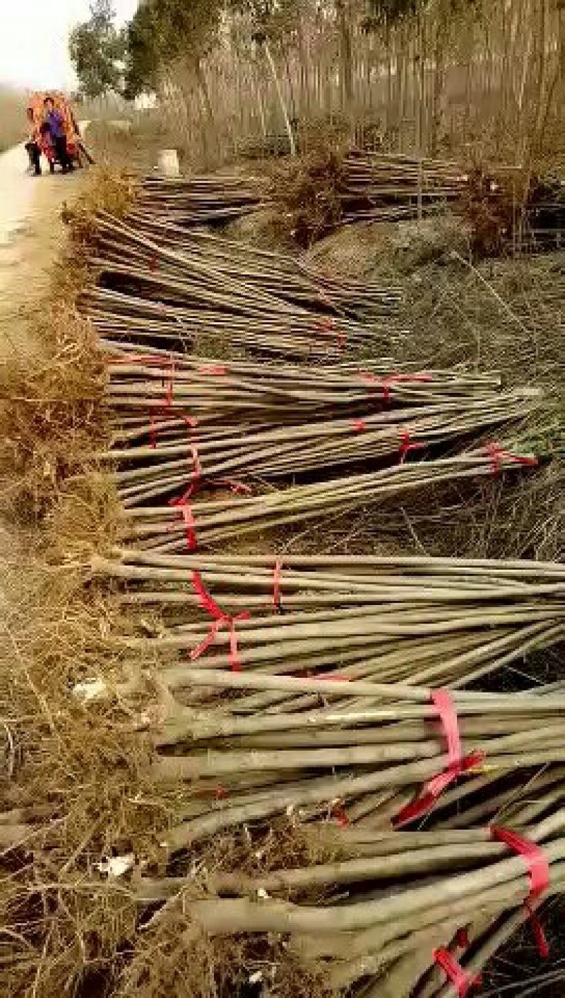 2公分女贞成活率高长势好量大从优基地直发