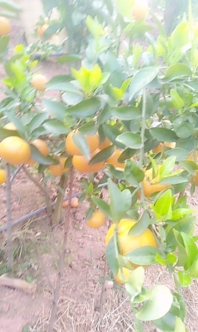 柑桔