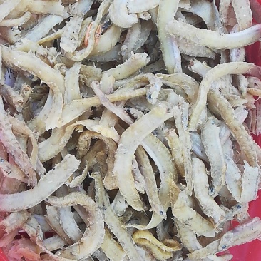 凤尾鱼