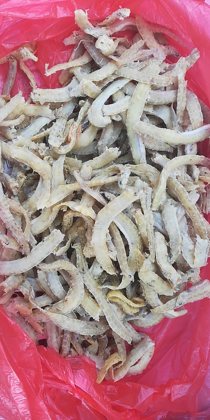 凤尾鱼