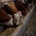 西门塔尔