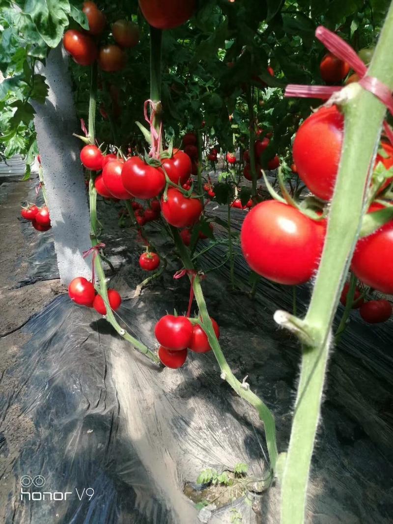 大红大粉番茄苗各种西红柿苗