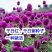 千日红种子红粉紫白花色多耐旱可货到付款