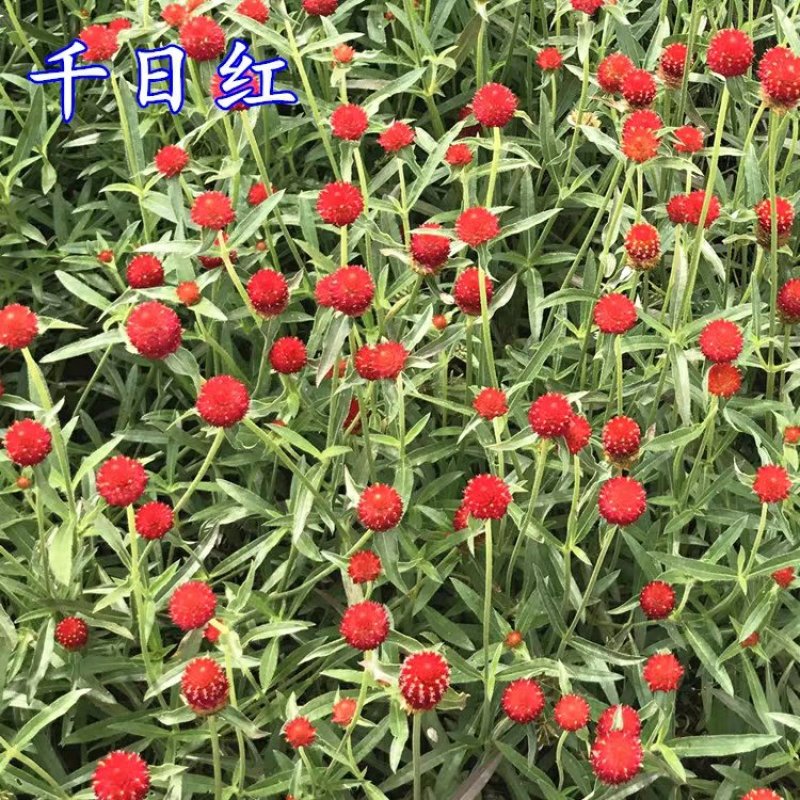 千日红种子红粉紫白花色多耐旱可货到付款