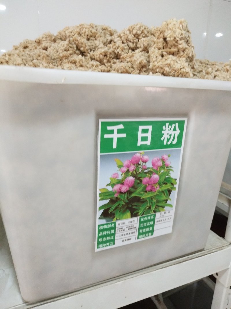 千日红种子红粉紫白花色多耐旱可货到付款
