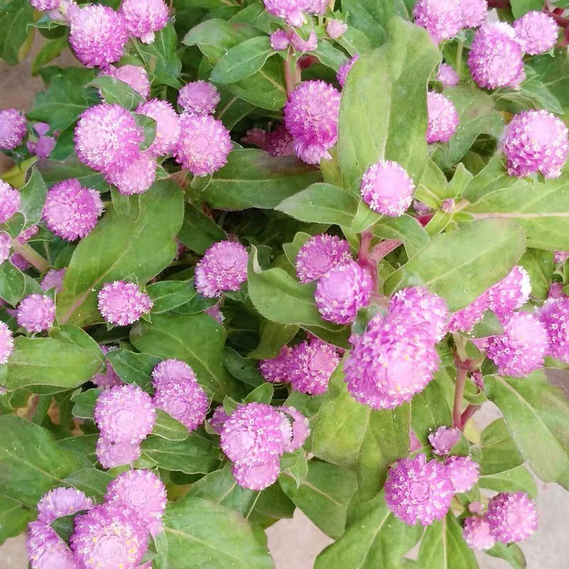 千日红种子红粉紫白花色多耐旱可货到付款