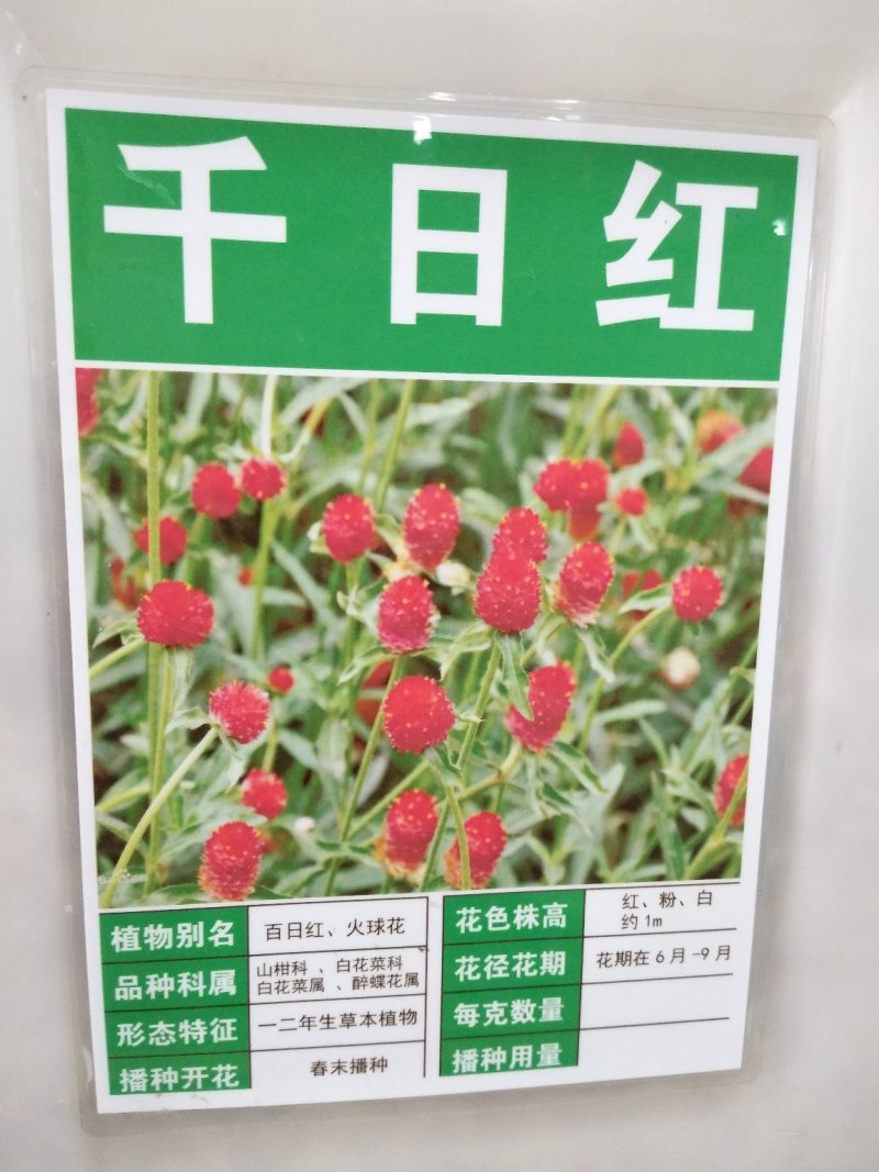 千日红种子红粉紫白花色多耐旱可货到付款