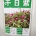 千日红种子红粉紫白花色多耐旱可货到付款