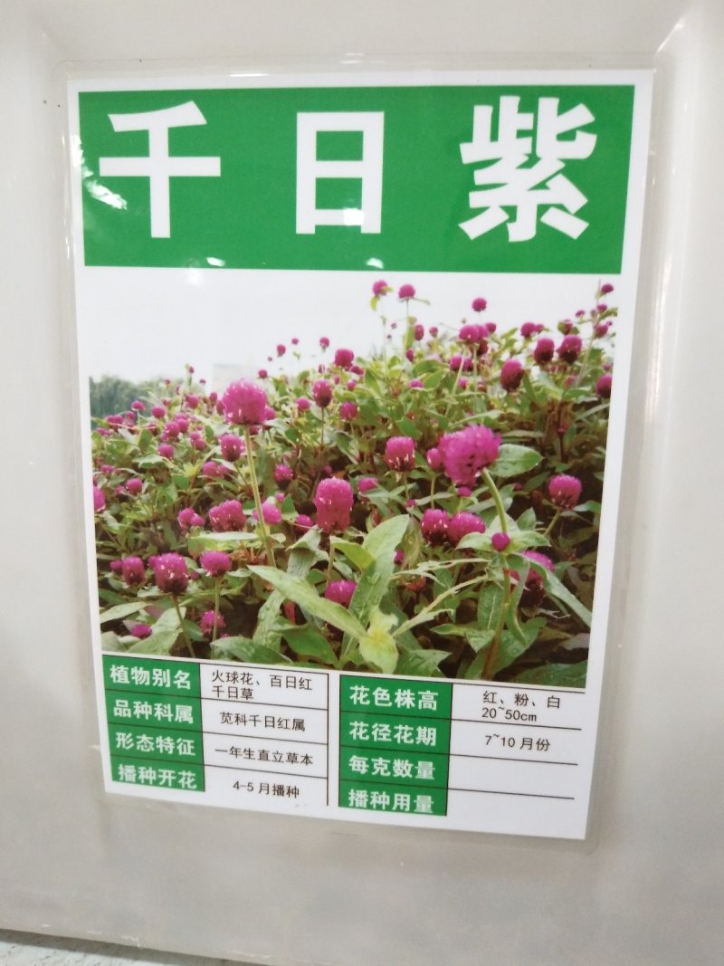 千日红种子红粉紫白花色多耐旱可货到付款