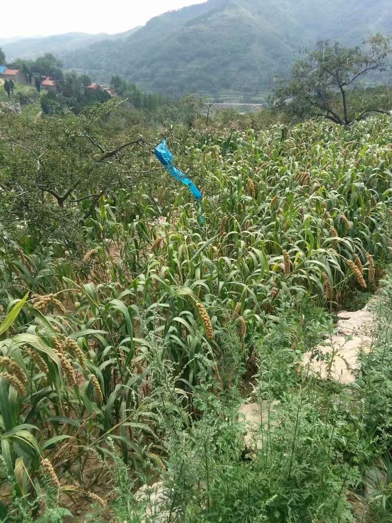 小米，谷子