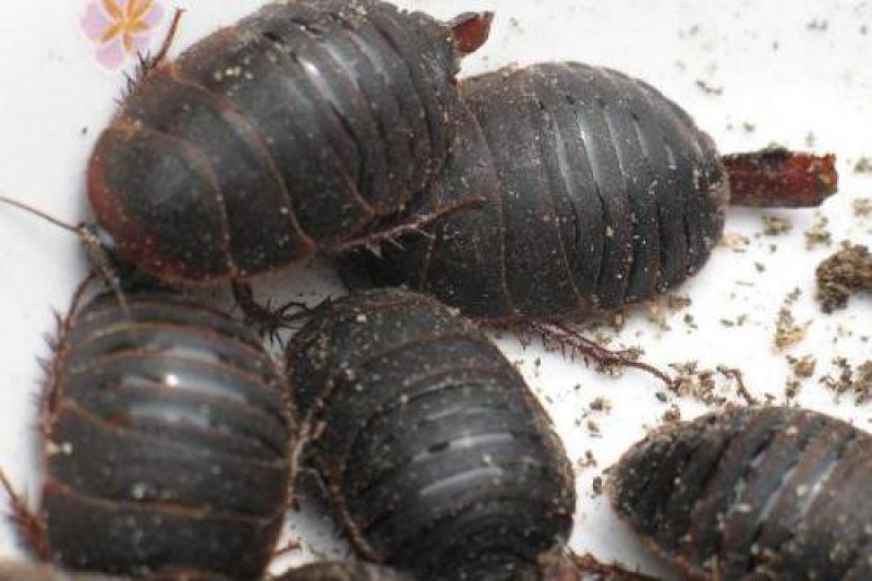 养殖杂交速生特号土元致富快
