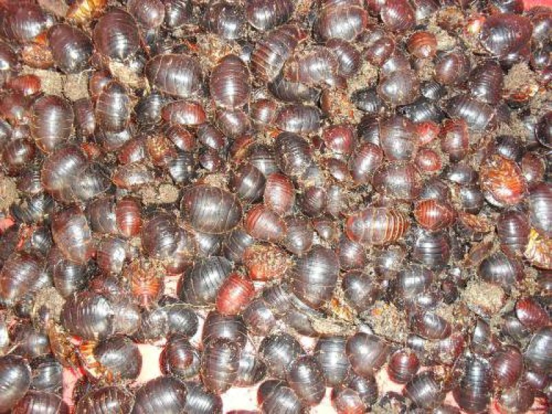 养殖杂交速生特号土元致富快