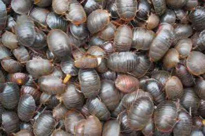 养殖杂交速生特号土元致富快
