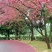 台湾樱花